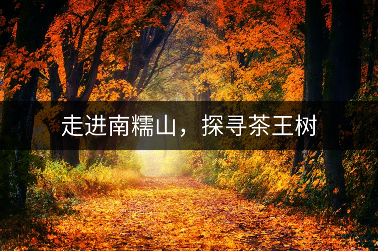 走進(jìn)南糯山，探尋茶王樹