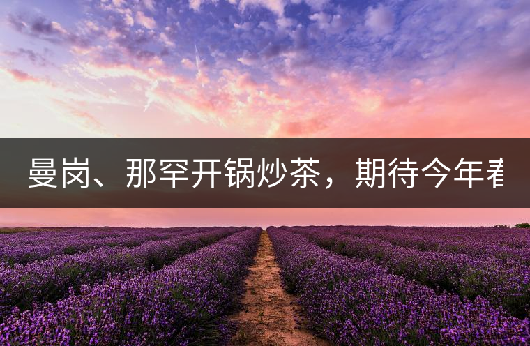 曼崗、那罕開鍋炒茶，期待今年春茶！