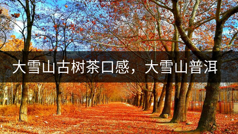 大雪山古樹茶口感，大雪山普洱茶價(jià)格