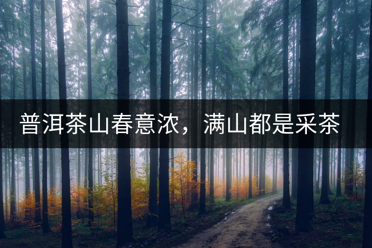 普洱茶山春意濃，滿山都是采茶人