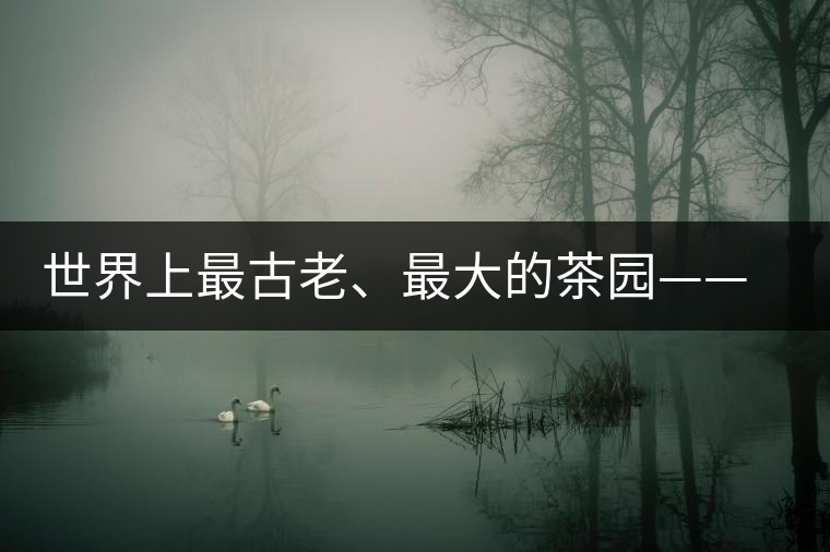 世界上最古老、最大的茶園——芒景