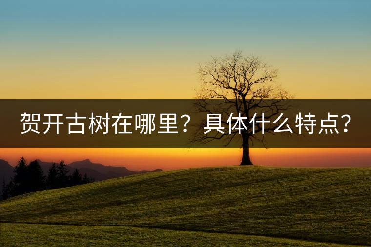 賀開古樹在哪里？具體什么特點(diǎn)？