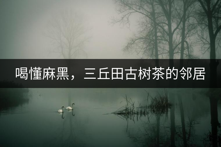 喝懂麻黑，三丘田古樹茶的鄰居