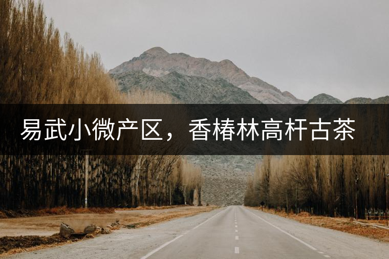 易武小微產(chǎn)區(qū)，香椿林高桿古茶園特點介紹