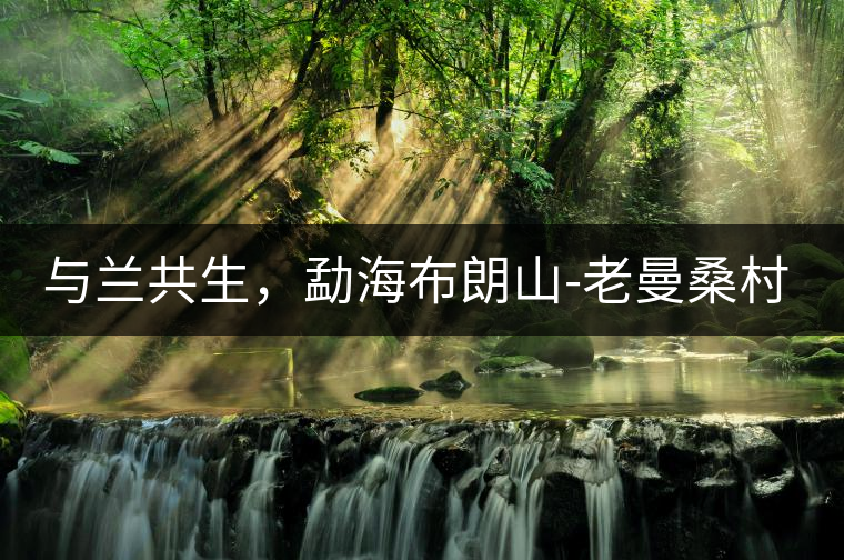 與蘭共生，勐海布朗山-老曼桑村特點(diǎn)介紹