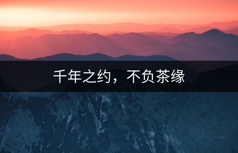 千年之約，不負(fù)茶緣