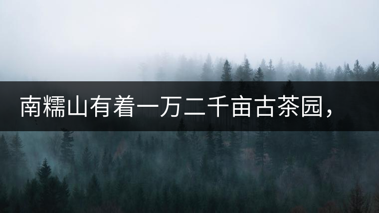 南糯山有著一萬二千畝古茶園，還有一棵枯死八百年樹齡的茶王樹