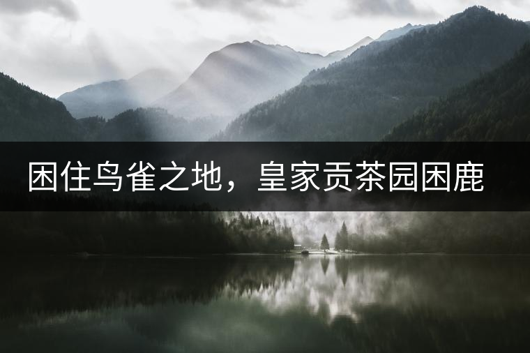 困住鳥雀之地，皇家貢茶園困鹿山古樹茶
