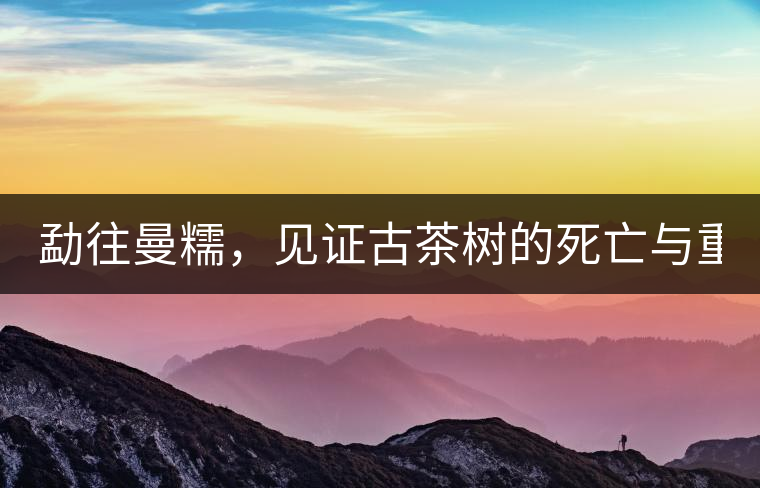 勐往曼糯，見證古茶樹的死亡與重生（上）