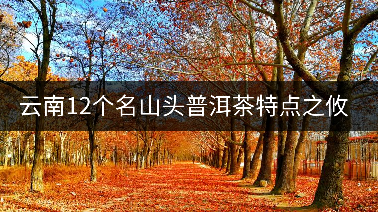 云南12個(gè)名山頭普洱茶特點(diǎn)之攸樂篇