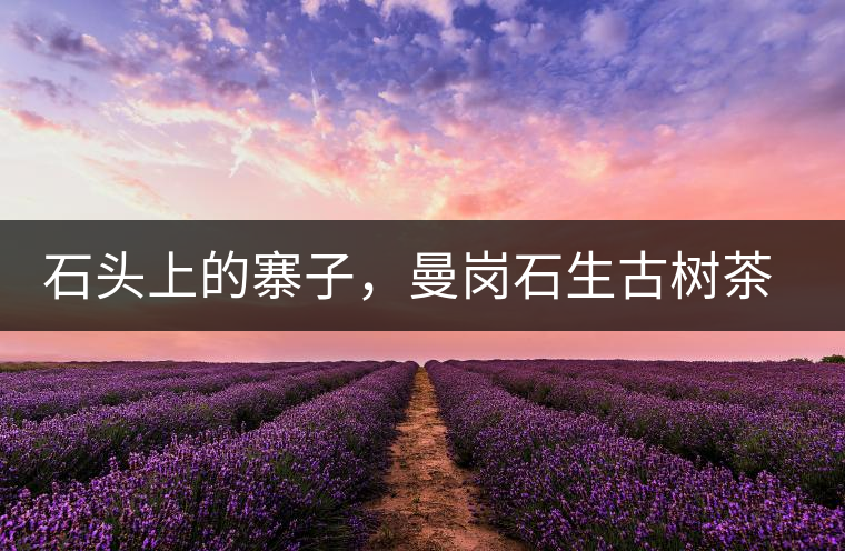 石頭上的寨子，曼崗石生古樹茶特點介紹