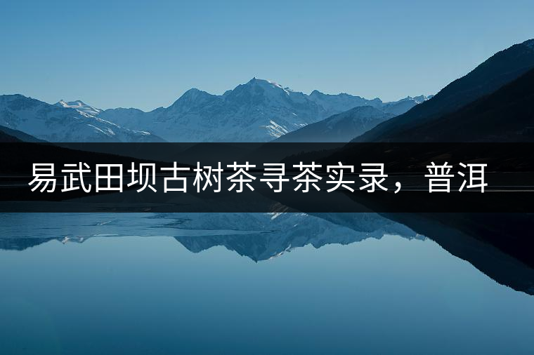 易武田壩古樹茶尋茶實(shí)錄，普洱茶的密碼