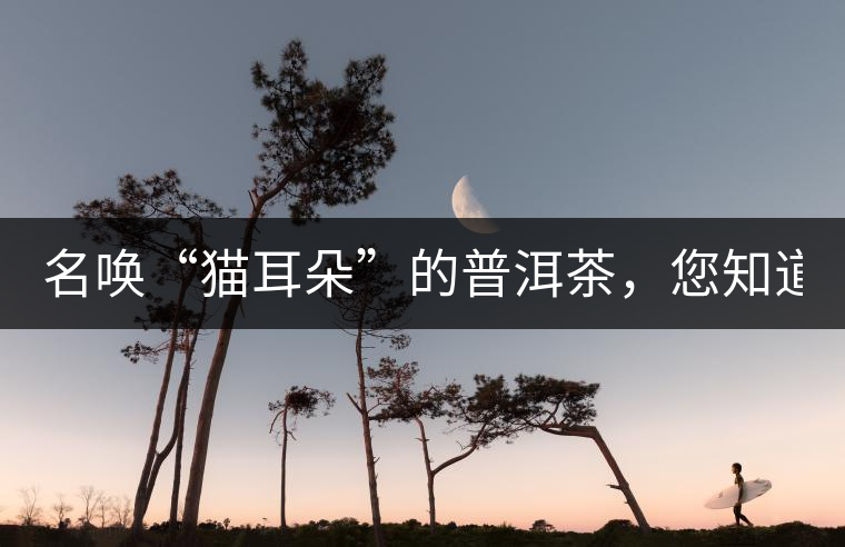 名喚“貓耳朵”的普洱茶，您知道嗎、