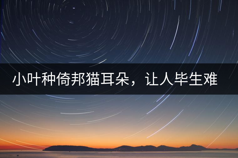 小葉種倚邦貓耳朵，讓人畢生難忘的茶香
