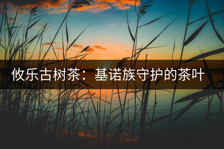 攸樂古樹茶：基諾族守護(hù)的茶葉森林