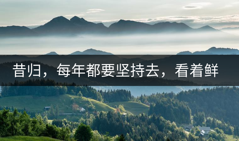 昔歸，每年都要堅(jiān)持去，看著鮮葉都是香甜的