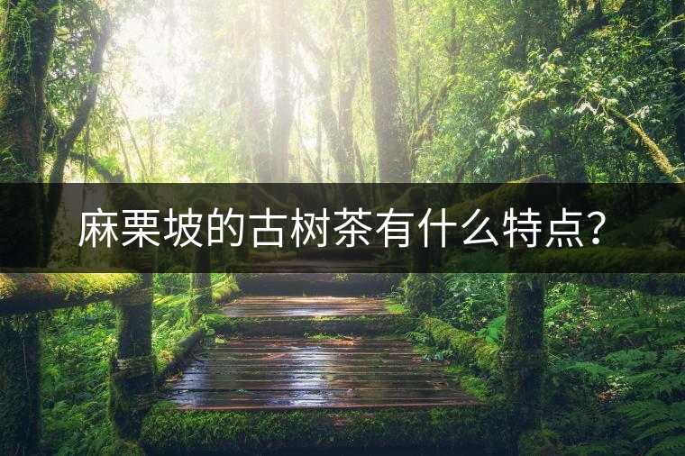 麻栗坡的古樹茶有什么特點(diǎn)？