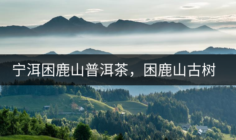 寧洱困鹿山普洱茶，困鹿山古樹茶口感特點(diǎn)