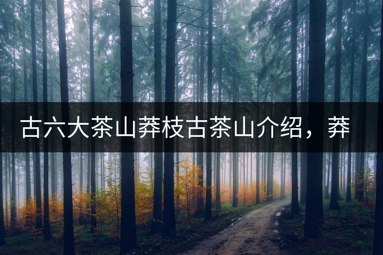 古六大茶山莽枝古茶山介紹，莽枝古樹茶口感特點(diǎn)