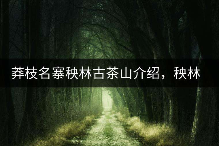 莽枝名寨秧林古茶山介紹，秧林古樹茶口感特點