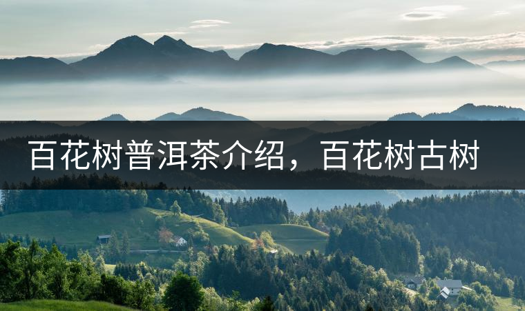 百花樹普洱茶介紹，百花樹古樹茶口感特點(diǎn)