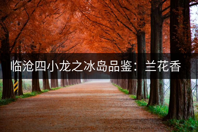 臨滄四小龍之冰島品鑒：蘭花香，冰糖甜