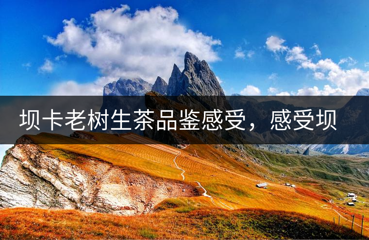 壩卡老樹生茶品鑒感受，感受壩卡茶的魅力