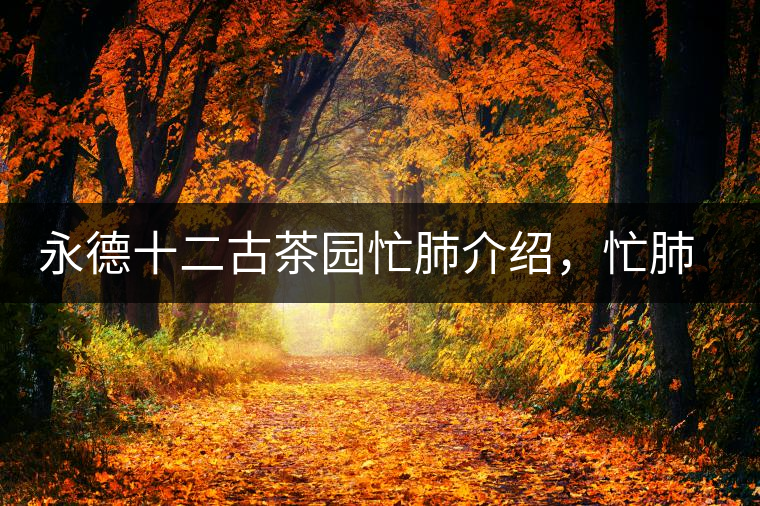 永德十二古茶園忙肺介紹，忙肺茶特點(diǎn)