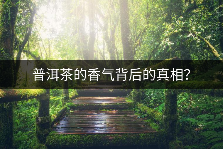 普洱茶的香氣背后的真相？