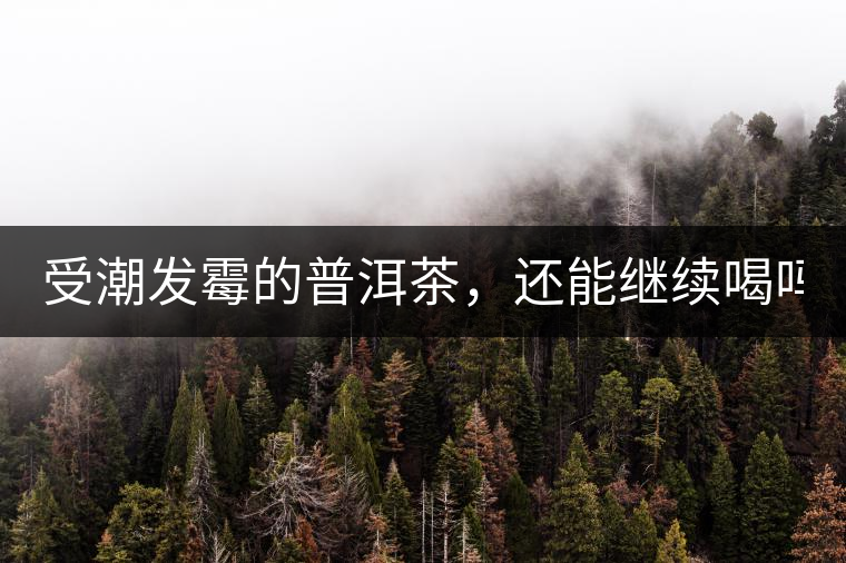 受潮發(fā)霉的普洱茶，還能繼續(xù)喝嗎？