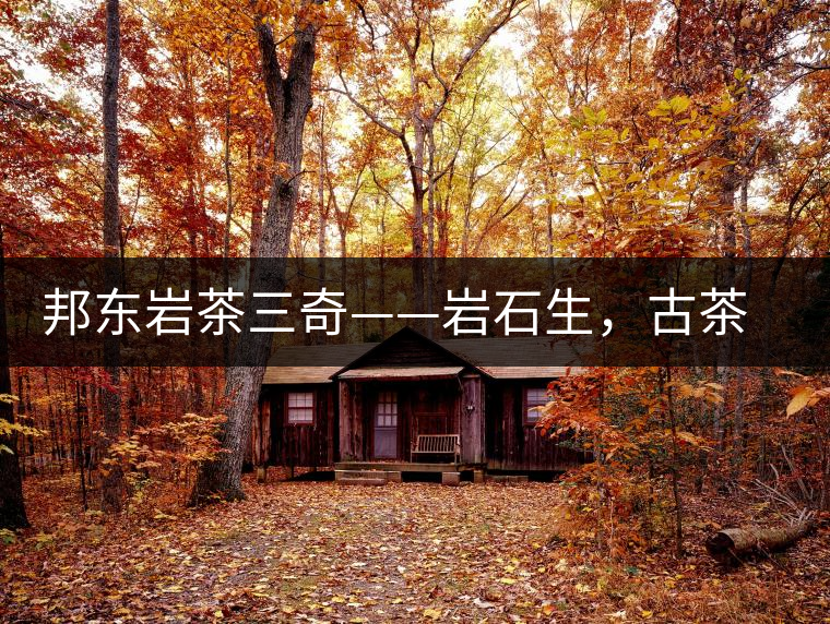 邦東巖茶三奇——巖石生，古茶韻，原野香