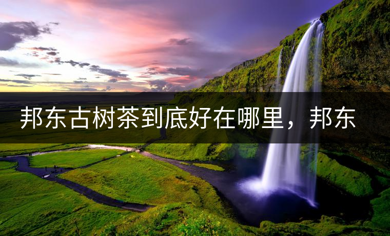 邦東古樹(shù)茶到底好在哪里，邦東茶區(qū)普洱茶風(fēng)格特點(diǎn)