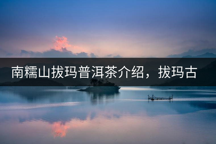 南糯山拔瑪普洱茶介紹，拔瑪古樹(shù)茶口感特點(diǎn)