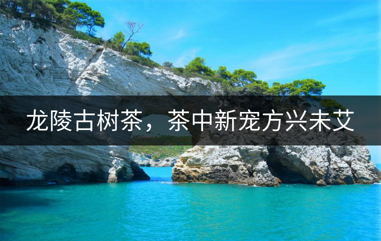 龍陵古樹茶，茶中新寵方興未艾
