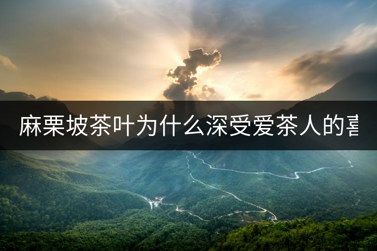 麻栗坡茶葉為什么深受愛茶人的喜愛？