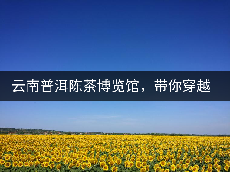 云南普洱陳茶博覽館，帶你穿越時(shí)光，品普洱老茶