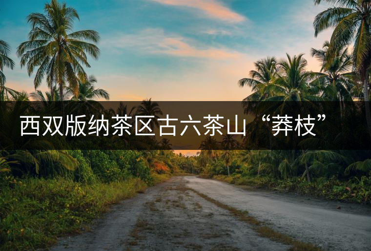 西雙版納茶區(qū)古六茶山“莽枝”古樹茶特點講解