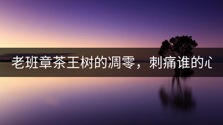 老班章茶王樹的凋零，刺痛誰的心？