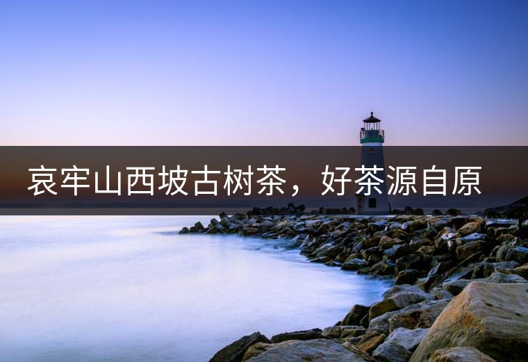 哀牢山西坡古樹茶，好茶源自原生態(tài)高山