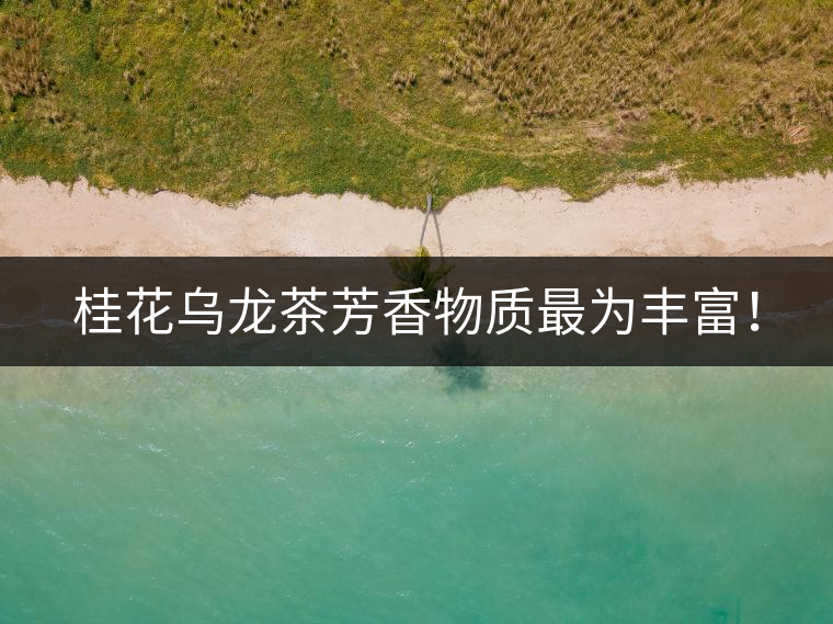 桂花烏龍茶芳香物質(zhì)最為豐富！