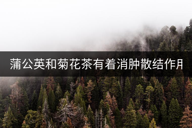 蒲公英和菊花茶有著消腫散結(jié)作用！