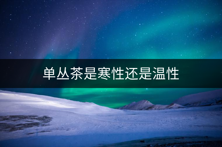 單叢茶是寒性還是溫性