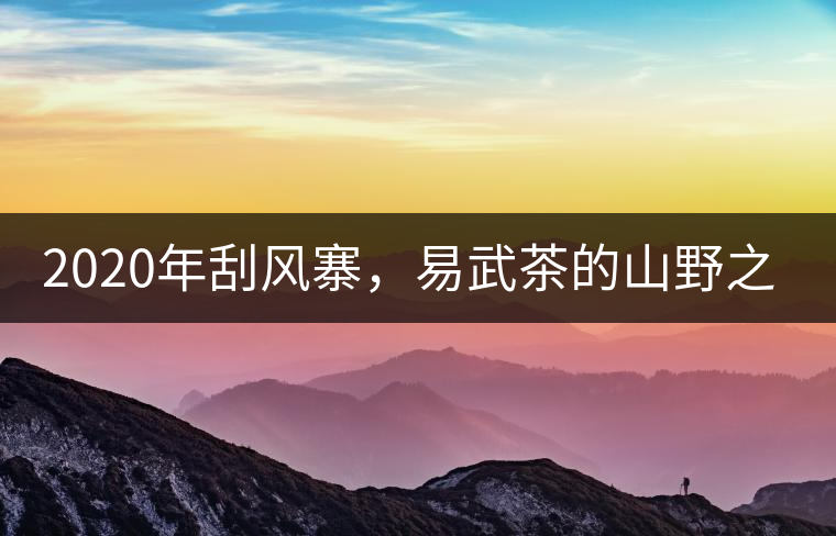 2020年刮風(fēng)寨，易武茶的山野之王-易武中聘號