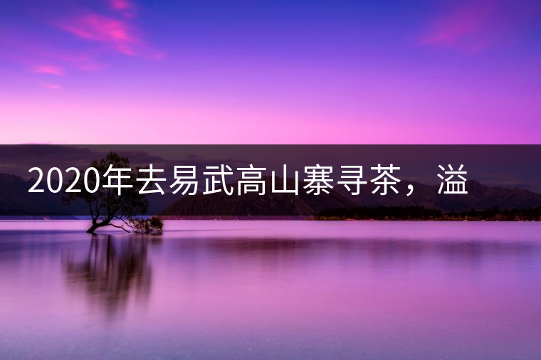 2020年去易武高山寨尋茶，溢滿茶香的古樹寨子-易武中聘號