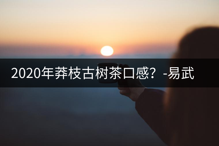 2020年莽枝古樹茶口感？-易武中聘號(hào)