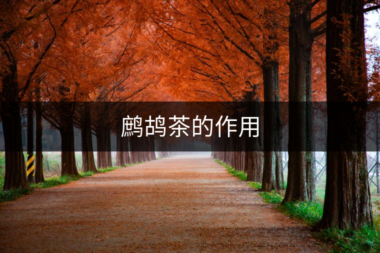 鷓鴣茶的作用