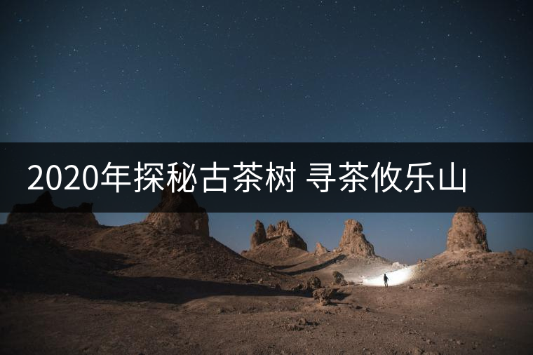 2020年探秘古茶樹 尋茶攸樂山 -易武中聘號(hào)