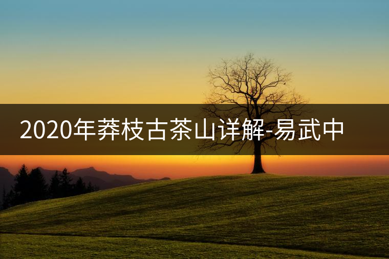 2020年莽枝古茶山詳解-易武中聘號