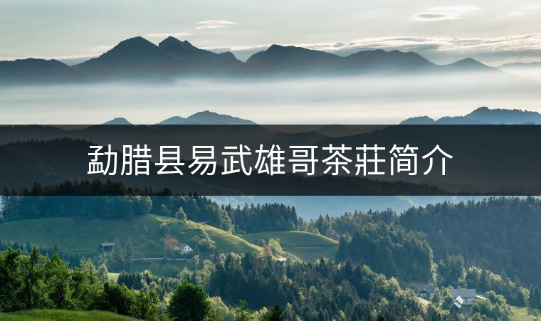勐臘縣易武雄哥茶莊簡介 勐臘縣易武雄哥茶莊簡介