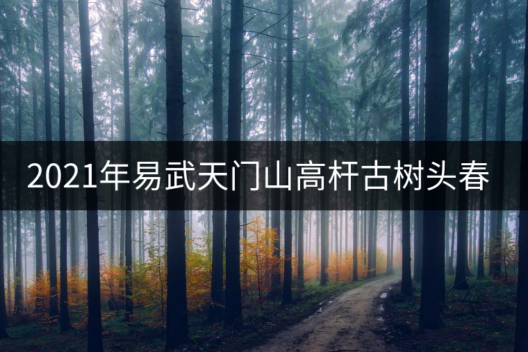 2021年易武天門山高桿古樹頭春多少錢一公斤？